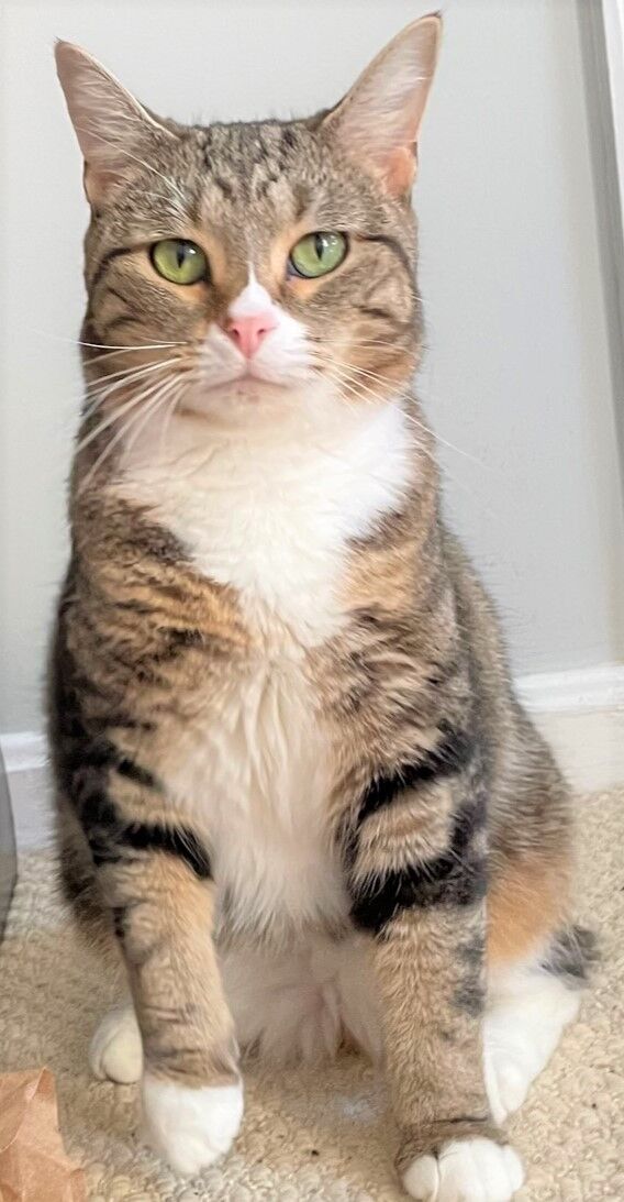 addie.jpeg